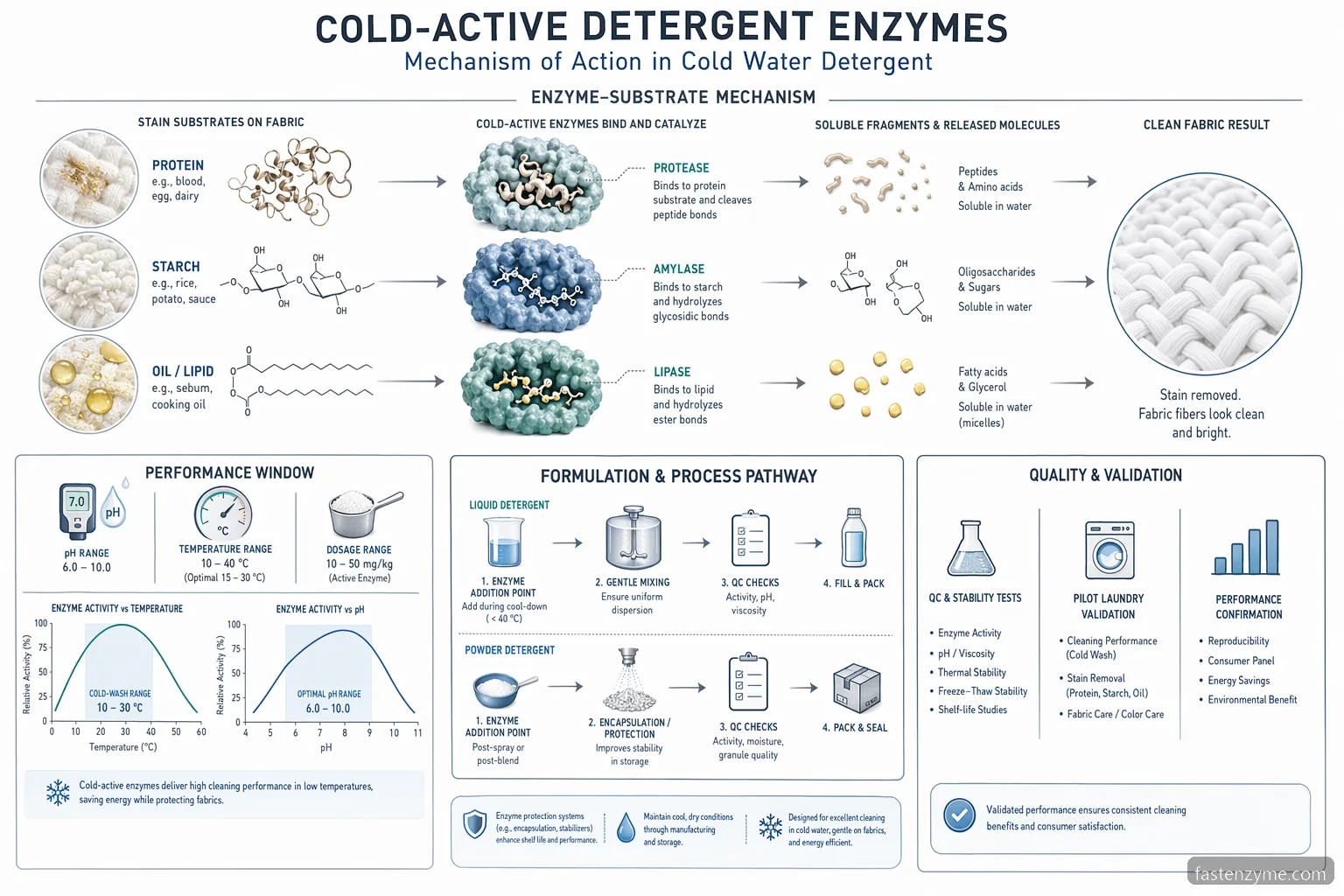 enzima per detergente cold wash per acqua fredda: diagramma di processo con pH, temperatura, dosaggio e degradazione delle macchie